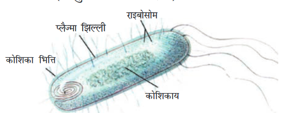 Screenshot-2018-5-29 CHAP 5 pmd - Chap 5 pdf(3)
