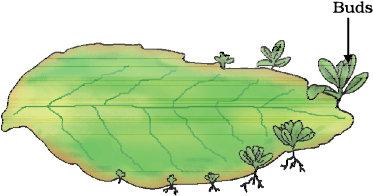 1194.png