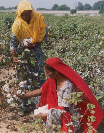 cotton%20harvesting.tif