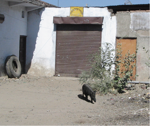 Ration%20shop.tif