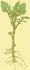 Potato plant_fmt
