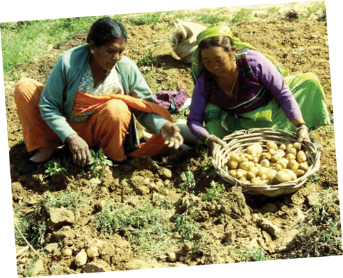 potato farming_fmt