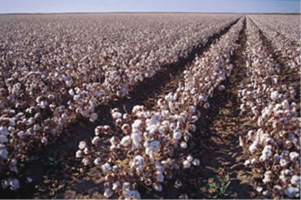Huge%20cotton%20farm.tif