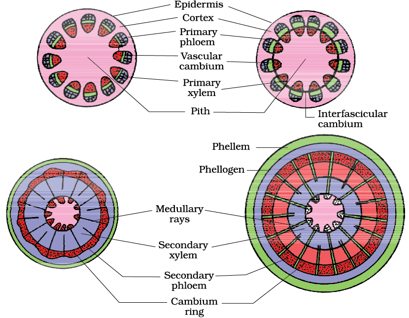 06: Anatomy of flowering plants / Biology