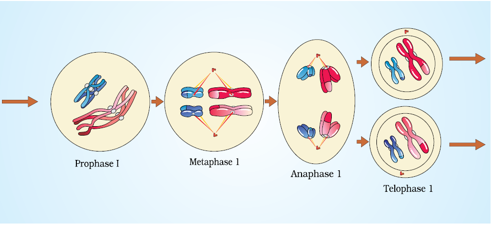 10: Cell Cycle And Cell Division / Biology