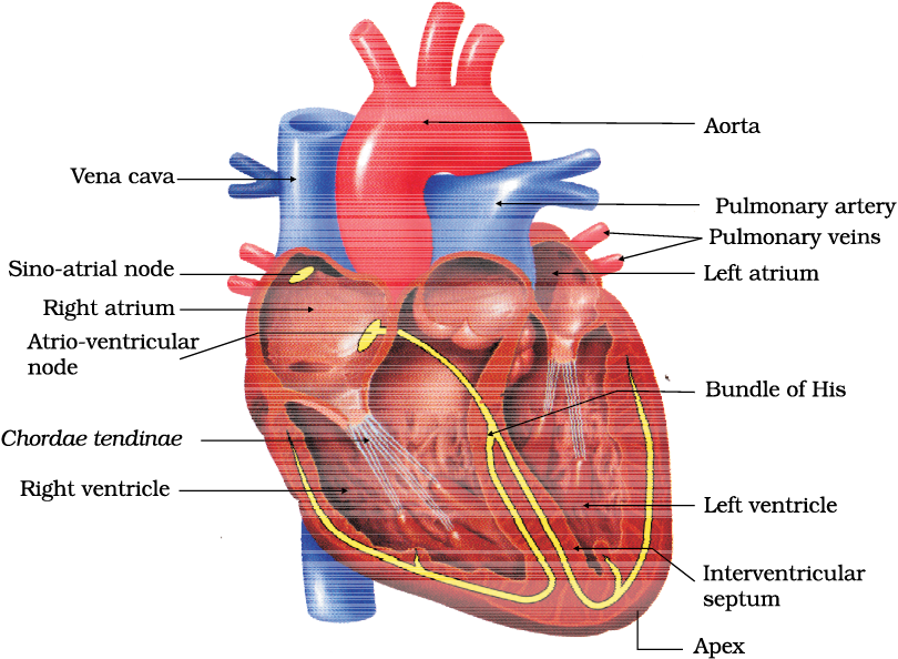 18: Body Fluids And Circulation   Biology