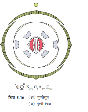 5.16