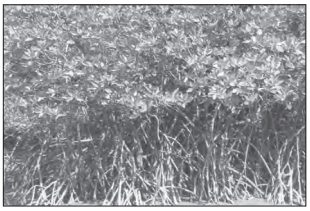 ch5fig6