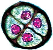 4.tif