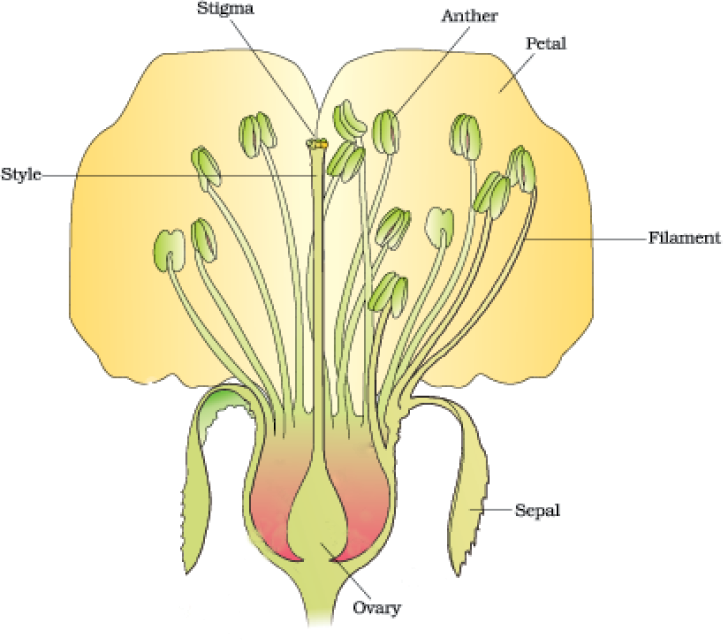 02 Sexual Reproduction In Flowering Plants Biology 