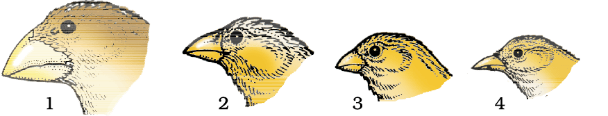 1155.png
