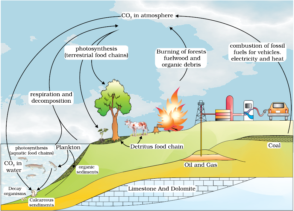 14 Ecosystem / Biology