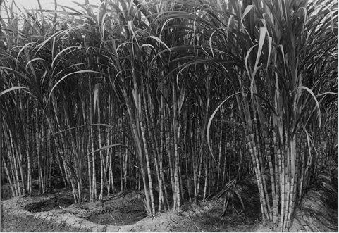 sugarcane.tif