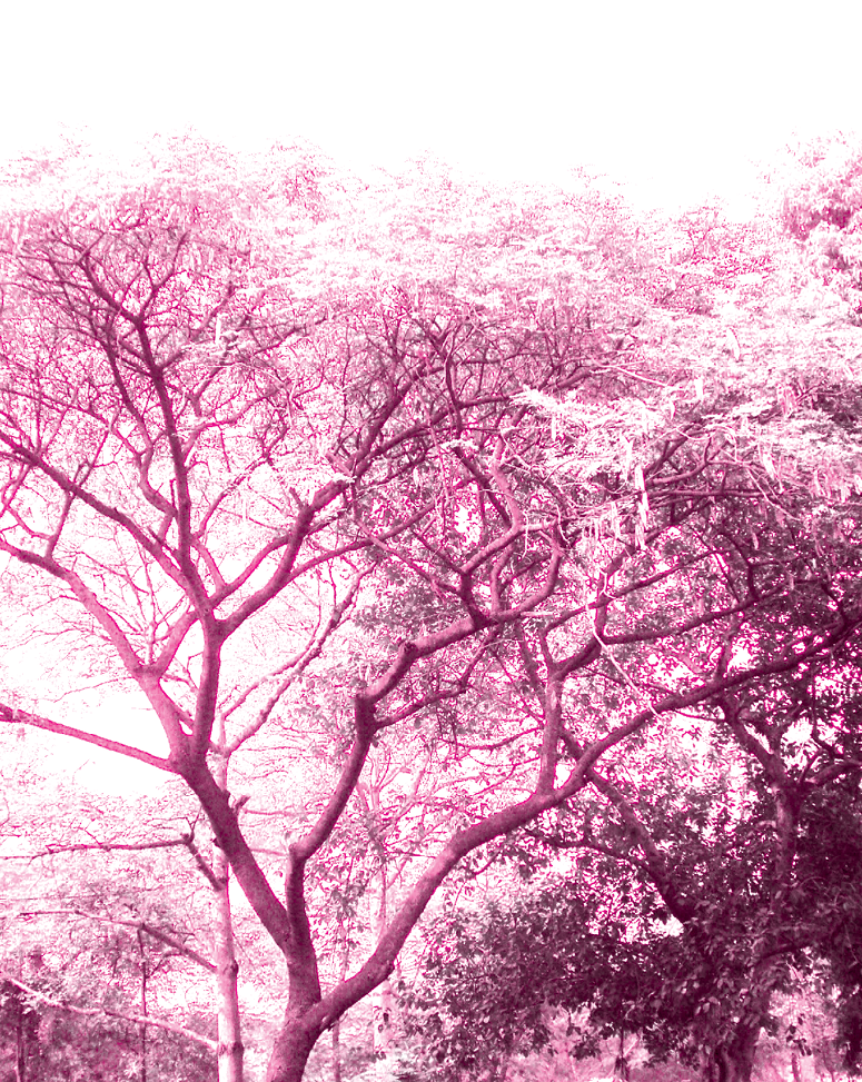 shirish%20ke%20phool.psd