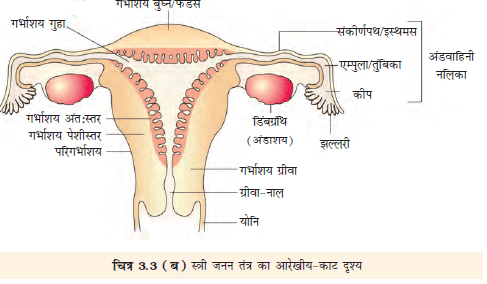 3.3a