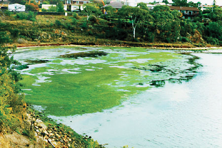 p-algal_bloom_orielton-_fmt