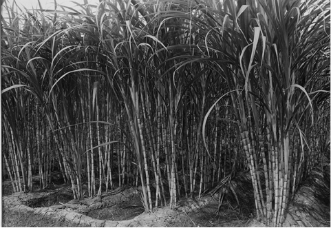 sugarcane.tif