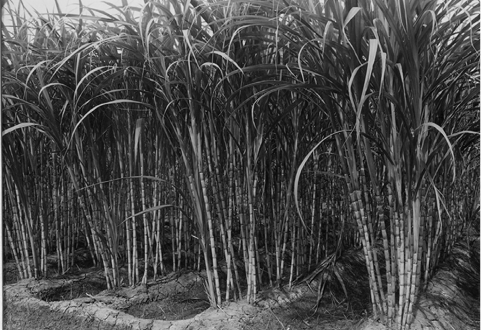 sugarcane.tif