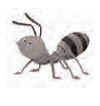 ant