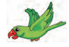 parrot