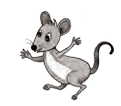 rat