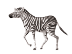 zebra