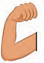 arm