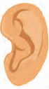 ear