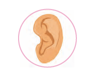 ear