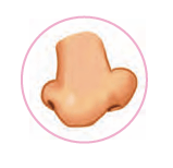 nose