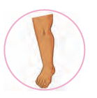 leg