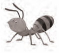 ant