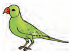 parrot