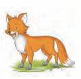 fox
