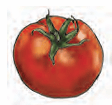 tomato
