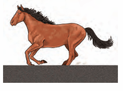 horse