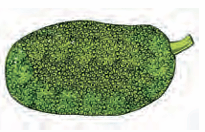 jackfruit
