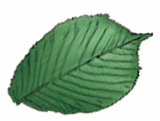 leaf