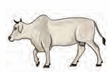 ox