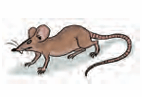 mouse