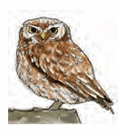 owl