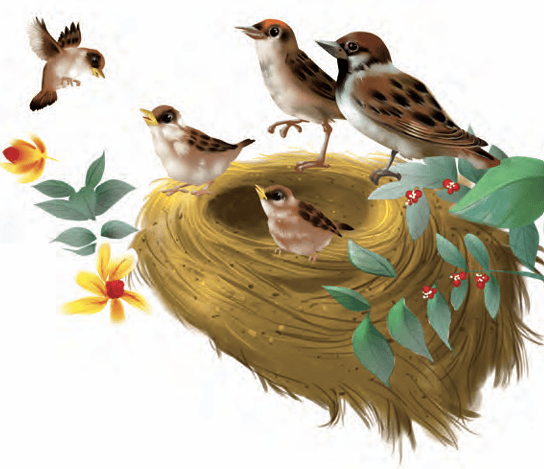 nest
