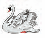 swan