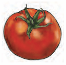 tomato