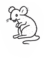 rat