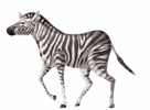 zebra