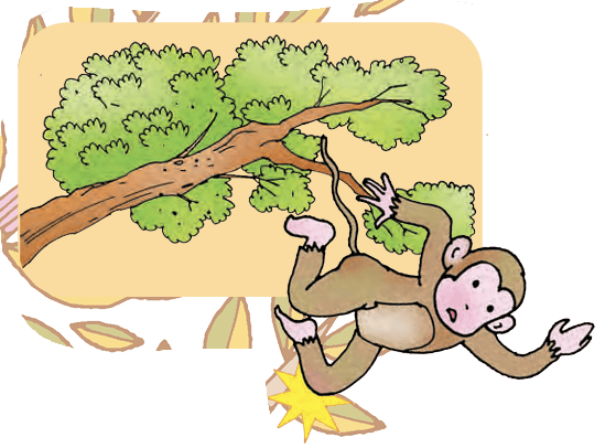 monkey