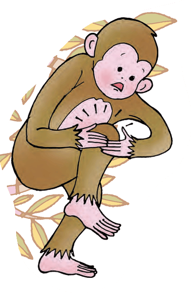 monkey