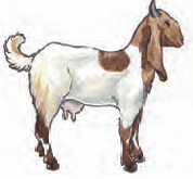 goat