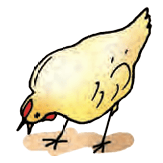hen